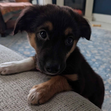 Charlie the Dog