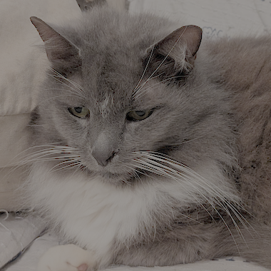 Hermes the Cat
